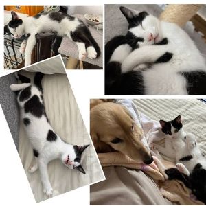 2025/8/4掲載		■名前:子猫　25-K345■性別:オス■年齢:3ヵ月くらい　(推定2025/4/25生まれ)■ノミダニ・寄生虫駆除済(フロントラインスプレー・ドロンタール済)■ワクチン接種済(3種1回)凛々しいお顔のハチワレくん怒ってなくてもイカ耳します慣れると甘えんぼになりますまっすぐしっぽ■連絡先・受付時間　(両名受付可能・メールでの譲渡受付はしておりません)🐈大嶋　070-3390-3998　9：00～21：00　※留守番電話に切り替わった際はお名前・ご用件・希望の猫の番号等を残していただけると助かります🐈嵯峨　080-3489-9874　月～金曜日　18：30～21：00　土～日曜・祝日　9：00～21：00　※通話中の着信履歴が表示されません　　ショートメールの通知が鳴らないことが多いため　　電話がつながらない時はしばらくしてからおかけ直しをお願いいたします