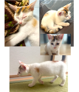 2025/8/18　更新2025/8/10	掲載			■名前：	子猫	25-K85■仮名：	あめちゃん	■性別：	メス	■年齢：	３ヵ月くらい	■ノミダニ駆除　　済（薬品名：ネクスガードキャットコンボ）	■寄生虫駆除　　　済	■ワクチン接種　　済■血液検査　猫エイズ・猫白血病共に陰性（まだ幼いので、生後6か月くらいでの再検査をおすすめします）秋田市で保護されています				人懐こく、食欲旺盛な女の子		左目に小さい傷があり治療中です		1人で走り回って元気いっぱい遊んでいます！				■連絡先：E・佐々木　　電話　080-3489-7436		（仕事の都合により平日は18時半～21時までにお願いします）		