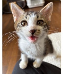 2025/8/12	掲載			■名前：	子猫	25-K89■仮名：	ジョージ	■性別：	オス	■年齢：	2か月くらい	■ノミダニ駆除　　済（薬品名：ネクスガードキャットコンボ）	■寄生虫駆除　　　予定	■ワクチン接種　　予定南秋田郡で保護されています				元気いっぱいの甘えん坊さんです。		肩に乗るのが好きで、顔を押し付けながらスリスリしてきます。		にゃんプロも好きで自分から仕掛ける事が多めです。		一緒に保護された25-K88と兄弟のように仲良しです！		■連絡先：E・佐々木　　電話　080-3489-7436		（仕事の都合により平日は18時半～21時までにお願いします）		
