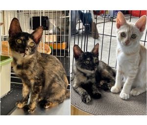 2025/8/12	掲載			■名前：	子猫	25-K87■仮名：	メロン	■性別：	メス	■年齢：	2か月くらい	■ノミダニ駆除　	済（薬品名：ネクスガードキャットコンボ）	■寄生虫駆除	済	■ワクチン接種	予定三種町で保護されています				さび柄の元気な女の子		兄弟で保護されました		人馴ればっちりで、とても人懐っこい兄妹です		25-Ｋ86.87は兄妹です		■連絡先：E・佐々木　　電話　080-3489-7436		（仕事の都合により平日は18時半～21時までにお願いします）