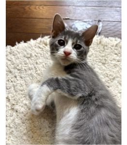 2025/8/12	掲載			■名前：	子猫	25-K88■仮名：	サブ	■性別：	オス	■年齢：	2か月くらい	■ノミダニ駆除　　済（薬品名：ネクスガードキャットコンボ）	■寄生虫駆除　　　予定	■ワクチン接種　　予定南秋田郡で保護されています				大きい目をキラキラさせて甘えてくる子です。		抱っこも大好き、にゃんプロも大好き。		グレーの毛に薄っすらと縞模様があります。		一緒に保護された25-K89と兄弟のように仲良しです！		■連絡先：E・佐々木　　電話　080-3489-7436		（仕事の都合により平日は18時半～21時までにお願いします）		