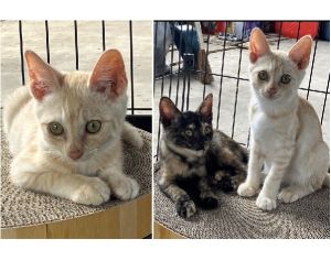 2025/8/12	掲載			■名前：	子猫	25-K86■仮名：	りお	■性別：	オス	■年齢：	2か月くらい	■ノミダニ駆除　	済（薬品名：ネクスガードキャットコンボ）	■寄生虫駆除	済	■ワクチン接種	予定三種町で保護されています				元気で好奇心旺盛な男の子		兄弟で保護されました		人馴ればっちりで、とても人懐っこい兄妹です		25-Ｋ86.87は兄妹です		■連絡先：E・佐々木　　電話　080-3489-7436		（仕事の都合により平日は18時半～21時までにお願いします）