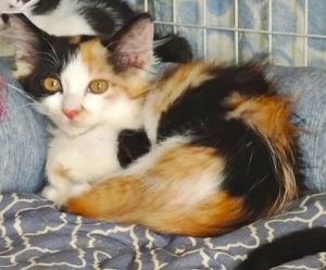2025/8/14　掲載■名前：	子猫	25-K90■性別：	メス	■年齢：	2か月くらい	■ノミダニ駆除　　予定	■寄生虫駆除　　　予定	■ワクチン接種　　予定能代市で保護されています				三毛柄で毛長気味です		大人しめな女の子です				25-K90.91.92は兄弟です			■連絡先：E・佐々木　　電話　080-3489-7436		（仕事の都合により平日は18時半～21時までにお願いします）		