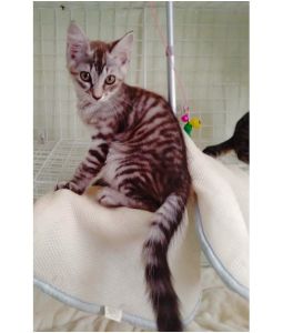 予約になりました　8/242025/8/20　更新2025/8/14	掲載			■名前：	子猫	25-K94■性別：	メス	■年齢：	2か月くらい	■ノミダニ駆除　済	■寄生虫駆除	済	■ワクチン接種	済（三種混合）能代市で保護されています				食べるの大好き！		好奇心旺盛な子です		25-K93.94は兄弟です				■連絡先：E・佐々木　　電話　080-3489-7436		（仕事の都合により平日は18時半～21時までにお願いします）		