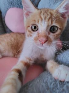 2025/8/14更新■名前:子猫　25-K75■性別:オス■年齢:3ヵ月くらい　(推定2025/4/25生まれ)■ノミダニ・寄生虫駆除済(フロントラインスプレー・ドロンタール・ネクスガードキャットコンボ済)■ワクチン接種済(３種)■去勢手術済■血液検査済(猫エイズ・猫白血病共に陰性)とっても人懐っこい男の子活発で何にでもじゃれて遊んでいます少しおっちょこちょいな一面んもあり可愛いです肉球をおしゃぶりしながら寝ていきますまっすぐしっぽ■連絡先・受付時間　(両名受付可能・メールでの譲渡受付はしておりません)🐈大嶋　070-3390-3998　9：00～21：00　※留守番電話に切り替わった際はお名前・ご用件・希望の猫の番号等を残していただけると助かります