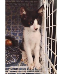 2025/8/14	掲載			■名前：	子猫	25-K92■性別：	確認中	■年齢：	2か月くらい	■ノミダニ駆除　予定	■寄生虫駆除	予定	■ワクチン接種	予定能代市で保護されています				白黒ハチワレ		ビビリですが、好奇心旺盛な子です25-K90.91.92は兄弟です		■連絡先：E・佐々木　　電話　080-3489-7436		（仕事の都合により平日は18時半～21時までにお願いします）		