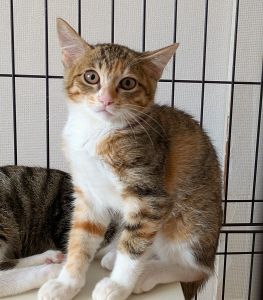 2025/8/15	掲載			■名前：	子猫	25-K95■仮名：	ジュリ	■性別：	メス	■年齢：	3か月くらい	■ノミダニ駆除　済（薬品名：ネクスガードキャットコンボ）	■寄生虫駆除	済	■ワクチン接種	済（3種混合）秋田市で保護されています				シマ三毛の女の子		母猫の母乳で兄弟元気に成長しました		母猫譲りの慎重派でまだ緊張気味です		25-Ｋ95.96.97は兄弟です		■連絡先：E・佐々木　　電話　080-3489-7436		（仕事の都合により平日は18時半～21時までにお願いします）		