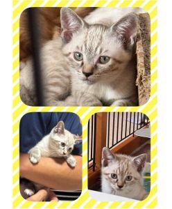 予約されました　8/172025/8/15	掲載			■名前：	子猫	25-K98■仮名：	わさび	■性別：	メス	■年齢：	3か月くらい	■ノミダニ駆除　済（薬品名：ネクスガードキャットコンボ）	■寄生虫駆除	済	■ワクチン接種	済（3種混合）■血液検査	猫エイズ、猫白血病ともに陰性（まだ幼いので、生後6か月位での再検査をおすすめします）	南秋田郡で保護されています		母猫と一緒に４兄弟で保護されました		初めは兄弟の後ろに隠れていましたが、割と早めに人馴れしてくれた活発な女の子		遊ぶの大好き、ご飯もよく食べ、元気いっぱいです！抱っこもできます		グレー色のトラ柄　まっすぐ尻尾		25-Ｋ98.99は兄弟です		■連絡先：E・佐々木　　電話　080-3489-7436		（仕事の都合により平日は18時半～21時までにお願いします）