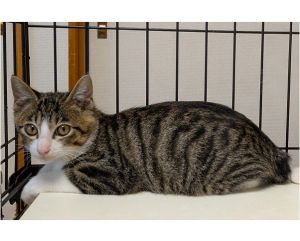 2025/8/15	掲載			■名前：	子猫	25-K96■仮名：	エルフ	■性別：	オス	■年齢：	3か月くらい	■ノミダニ駆除　済（薬品名：ネクスガードキャットコンボ）	■寄生虫駆除	済	■ワクチン接種	済（3種混合）秋田市で保護されています				３匹兄弟の中で一番おとなしく抱っこできます		猫じゃらしで遊ぶのが大好き！		この子だけ短いカギしっぽ		25-Ｋ95.96.97は兄弟です		■連絡先：E・佐々木　　電話　080-3489-7436		（仕事の都合により平日は18時半～21時までにお願いします）		