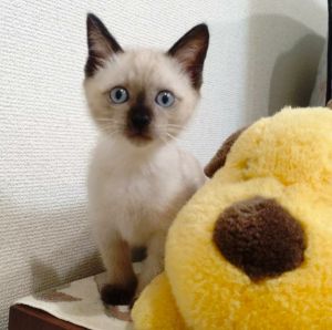 2025/8/15	掲載			■名前：	子猫	25-K100■性別：	オス	■年齢：	1か月半くらい	■ノミダニ駆除　済（薬品名：フロントラインスプレー）	■寄生虫駆除	済	■ワクチン接種	予定秋田市で保護されています				シャムトラ風の男の子（柄は成長とともに変わります）	探検や人と遊ぶのが大好きです		食欲旺盛、トイレも上手にできます		まっすぐしっぽです		■連絡先：E・佐々木　　電話　080-3489-7436		（仕事の都合により平日は18時半～21時までにお願いします）