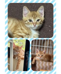 予約になりました　8/242025/8/15	掲載			■名前：	子猫	25-K99■仮名：	みょうが	■性別：	オス	■年齢：	3か月くらい	■ノミダニ駆除　済（薬品名：ネクスガードキャットコンボ）	■寄生虫駆除	済	■ワクチン接種	済（3種混合）■血液検査	猫エイズ、猫白血病ともに陰性（まだ幼いので、生後6か月位での再検査をおすすめします）	南秋田郡で保護されています		母猫と一緒に４兄弟で保護されました		兄弟の中で一番人馴れしていて、保護当初から人に近寄ってくれる子でした		いろんなところによじ登ったり、寝てても寝言で鳴いたり、他の猫にも近づいて行くなど、社交的です		茶白、手足の先が少し白く、尻尾は先っちょがちょっとだけ鍵しっぽ		25-Ｋ98.99は兄弟です		■連絡先：E・佐々木　　電話　080-3489-7436		（仕事の都合により平日は18時半～21時までにお願いします）