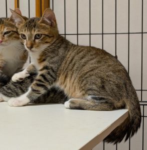 2025/8/15	掲載			■名前：	子猫	25-K97■仮名：	ジュジュ	■性別：	オス	■年齢：	3か月くらい	■ノミダニ駆除　済（薬品名：ネクスガードキャットコンボ）	■寄生虫駆除	済	■ワクチン接種	済（3種混合）秋田市で保護されています				母猫の母乳で兄弟元気に成長しました		好奇心旺盛、馴れるとやんちゃな子に変身するかも！		25-Ｋ95.96.97は兄弟です				■連絡先：E・佐々木　　電話　080-3489-7436		（仕事の都合により平日は18時半～21時までにお願いします）		
