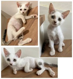 予約になりました　8/242025/8/18掲載		■名前:子猫　25-K340■性別:メス■年齢:2ヵ月くらい　(推定2025/6/5生まれ)■ノミダニ・寄生虫駆除済(フロントラインスプレー・ドロンタール済)■ワクチン接種済(3種1回)とにかく人懐っこい女の子誰にでもフレンドリーいつもルンルンで一人遊びしていても楽しそうです物静かでしなやか騒がしさがなく飼いやすいです優しいタッチで遊びに誘ってきます子供さんのいるご家庭でも初日から遊べるタイプの子ですトイレ・お留守番出来ます■連絡先・受付時間　(両名受付可能・メールでの譲渡受付はしておりません)🐈大嶋　070-3390-3998　9：00～21：00　※留守番電話に切り替わった際はお名前・ご用件・希望の猫の番号等を残していただけると助かります🐈嵯峨　080-3489-9874　月～金曜日　18：30～21：00　土～日曜・祝日　9：00～21：00　※通話中の着信履歴が表示されません　　ショートメールの通知が鳴らないことが多いため　　電話がつながらない時はしばらくしてからおかけ直しをお願いいたします
