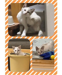 2025/8/20　掲載■名前：	子猫	25-K102■仮名：	みかん	■性別：	メス	■年齢：	3か月くらい	■ノミダニ駆除　	済（薬品名：ネクスガードキャットコンボ）	■寄生虫駆除	済	■ワクチン接種	済（3種混合）■血液検査	猫エイズ、猫白血病ともに陰性（まだ幼いので、生後6か月位での再検査をおすすめします）			南秋田郡で保護されています		母猫と一緒に４兄弟で保護されました		母猫、他の兄弟たちが捕獲器に入っても、何日も隠れて出てきませんでした		やっと捕獲できましたが、そのためか警戒心が人一倍あります	でも、ものすごく活発で兄弟の中で一番運動神抜群！		白っぽい毛色に薄いグレー模様、まっすぐしっぽ、ブルーの瞳がキレイです25-K99.98.101.102は兄弟です		■連絡先：E・佐々木　　電話　080-3489-7436		（仕事の都合により平日は18時半～21時までにお願いします）