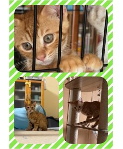 2025/8/20	掲載			■名前：	子猫	25-K101■仮名：	しょうが	■性別：	オス	■年齢：	3か月くらい	■ノミダニ駆除　	済（薬品名：ネクスガードキャットコンボ）	■寄生虫駆除	済	■ワクチン接種	済（3種混合）■血液検査	猫エイズ、猫白血病ともに陰性（まだ幼いので、生後6か月位での再検査をおすすめします）	南秋田郡で保護されています		母猫と一緒に４兄弟で保護されました		ちょっぴり臆病で後ろの方に隠れていましたが、少しづつ出てきてくれるようになりました		大好きなカリカリがあり、人の手から一個づつ食べます		茶白であごの下やお腹が白い、しっぽはまっすぐで細いです		25-Ｋ98.99.101.102は兄弟です		■連絡先：E・佐々木　　電話　080-3489-7436		（仕事の都合により平日は18時半～21時までにお願いします）