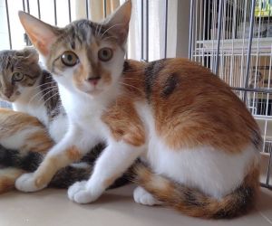 2025/8/21掲載■名前:子猫　25-K103■性別:メス■年齢:3ヵ月くらい■ノミダニ・寄生虫駆除済(ネクスガードキャットコンボ済)■ワクチン接種済(３種１回)■母猫の血液検査済(猫エイズ・猫白血病共に陰性)おとなしい性格の兄妹お姉さんタイプの三毛猫さんまっすぐしっぽ母猫にしっかり育てられた健康優良児チーム母猫の血液検査陰性母猫以外との接触の可能性は低いため猫エイズ・猫白血病のリスクは低いかと思われますトイレ出来ますお留守番出来ます保護主さんのご意向によりこの子に限りますが単身男性男性と親だけの世帯賃貸にお住まいの方若い方だけの世帯への譲渡をお断りする場合がありますのでご了承ください■連絡先月～金曜日　18：30～21：00土～日曜・祝日　9：00～21：00※通話中の着信履歴が表示されません　ショートメールの通知が鳴らないことが多いため　電話がつながらない時はしばらくしてからおかけ直しをお願いいたします※時間外のお電話・メールでの受付はしておりません嵯峨　080-3489-9874