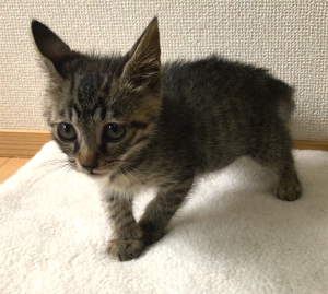 予約になりました　8/242025/8/21	掲載			■名前：	子猫	25-K108■性別：	オス	■年齢：	2か月くらい	■ノミダニ駆除　　済（薬品名：レボリューション）	■寄生虫駆除　　　済	■ワクチン接種　　済（3種混合）1回目■血液検査　　猫エイズ、猫白血病ともに陰性	（まだ幼いので、生後6か月くらいでの再検査をおすすめします）		三種町で保護されています				体調不良でぐったりしているところを保護されました成長がゆっくりなまだ赤ん坊のような子です		人馴れしていて元気で好奇心旺盛な性格		膝の上で大人しくしていられるので、爪切りや歯磨きも問題なく出来るお利口さん				■連絡先：E・佐々木　　電話　080-3489-7436		（仕事の都合により平日は18時半～21時までにお願いします）		