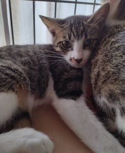 2025/8/21掲載■名前:子猫　25-K105■性別:オス■年齢:3ヵ月くらい■ノミダニ・寄生虫駆除済(ネクスガードキャットコンボ済)■ワクチン接種済(３種１回)■母猫の血液検査済(猫エイズ・猫白血病共に陰性)おとなしい性格の兄妹おっとりした性格の男の子まっすぐしっぽ母猫にしっかり育てられた健康優良児チーム母猫の血液検査陰性母猫以外との接触の可能性は低いため猫エイズ・猫白血病のリスクは低いかと思われますトイレ出来ますお留守番出来ます保護主さんのご意向によりこの子に限りますが単身男性男性と親だけの世帯賃貸にお住まいの方若い方だけの世帯への譲渡をお断りする場合がありますのでご了承ください■連絡先月～金曜日　18：30～21：00土～日曜・祝日　9：00～21：00※通話中の着信履歴が表示されません　ショートメールの通知が鳴らないことが多いため　電話がつながらない時はしばらくしてからおかけ直しをお願いいたします※時間外のお電話・メールでの受付はしておりません嵯峨　080-3489-9874