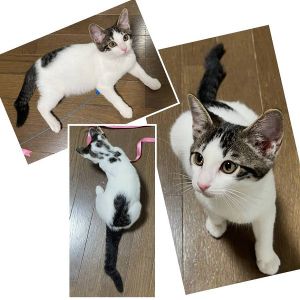 予約になりました　8/212025/8/21掲載■名前:子猫　25-K107■性別:オス■年齢:4ヵ月くらい■ノミダニ・寄生虫駆除済■ワクチン接種済(３種１回)■血液検査済(猫エイズ・猫白血病共に陰性)(幼いので再検査をおすすめいたします)人懐こい鍵しっぽの男の子人馴れしています自分から膝に乗ってきて喉のゴロゴロが止まらない甘えん坊君です健康診断済み問題無し■連絡先月～金曜日　18：30～21：00土～日曜・祝日　9：00～21：00※通話中の着信履歴が表示されません　ショートメールの通知が鳴らないことが多いため　電話がつながらない時はしばらくしてからおかけ直しをお願いいたします※時間外のお電話・メールでの受付はしておりません嵯峨　080-3489-9874