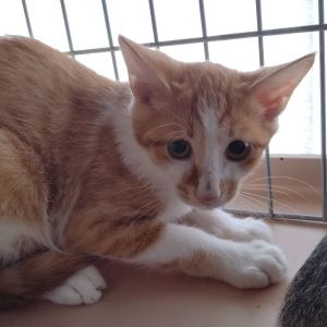 2025/8/21掲載■名前:子猫　25-K106■性別:オス■年齢:3ヵ月くらい■ノミダニ・寄生虫駆除済(ネクスガードキャットコンボ済)■ワクチン接種済(３種１回)■母猫の血液検査済(猫エイズ・猫白血病共に陰性)おとなしい性格の兄妹のんびりした性格の男の子まっすぐしっぽ母猫にしっかり育てられた健康優良児チーム母猫の血液検査陰性母猫以外との接触の可能性は低いため猫エイズ・猫白血病のリスクは低いかと思われますトイレ出来ますお留守番出来ます保護主さんのご意向によりこの子に限りますが単身男性男性と親だけの世帯賃貸にお住まいの方若い方だけの世帯への譲渡をお断りする場合がありますのでご了承ください■連絡先月～金曜日　18：30～21：00土～日曜・祝日　9：00～21：00※通話中の着信履歴が表示されません　ショートメールの通知が鳴らないことが多いため　電話がつながらない時はしばらくしてからおかけ直しをお願いいたします※時間外のお電話・メールでの受付はしておりません嵯峨　080-3489-9874