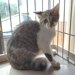 2025/8/21掲載■名前:子猫　25-K104■性別:オス■年齢:3ヵ月くらい■ノミダニ・寄生虫駆除済(ネクスガードキャットコンボ済)■ワクチン接種済(３種１回)■母猫の血液検査済(猫エイズ・猫白血病共に陰性)おとなしい性格の兄妹おっとりした性格の男の子まっすぐしっぽ母猫にしっかり育てられた健康優良児チーム母猫の血液検査陰性母猫以外との接触の可能性は低いため猫エイズ・猫白血病のリスクは低いかと思われますトイレ出来ますお留守番出来ます保護主さんのご意向によりこの子に限りますが単身男性男性と親だけの世帯賃貸にお住まいの方若い方だけの世帯への譲渡をお断りする場合がありますのでご了承ください■連絡先月～金曜日　18：30～21：00土～日曜・祝日　9：00～21：00※通話中の着信履歴が表示されません　ショートメールの通知が鳴らないことが多いため　電話がつながらない時はしばらくしてからおかけ直しをお願いいたします※時間外のお電話・メールでの受付はしておりません嵯峨　080-3489-9874