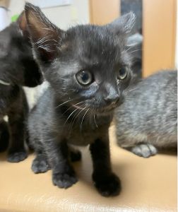 2025/8/23	掲載			■名前：	子猫	25-K111■仮名：	ゴウ	■性別：	オス	■年齢：	1か月半位	■ノミダニ駆除　済	■寄生虫駆除	済	■ワクチン接種	予定横手市で保護されています				活発な男の子運動神経抜群のジャンプ力！		25-Ｋ109.110.110.112は兄弟です				■連絡先：E・佐々木　　電話　080-3489-7436		（仕事の都合により平日は18時半～21時までにお願いします）		