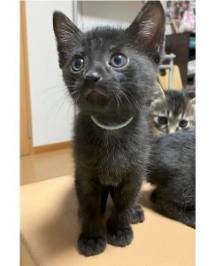 2025/8/23	掲載			■名前：	子猫	25-K109■仮名：	サン	■性別：	オス	■年齢：	1か月半位	■ノミダニ駆除　済	■寄生虫駆除	済	■ワクチン接種	予定	横手市で保護されています				元気いっぱい活発な男の子です				25-Ｋ109.110.110.112は兄弟です				■連絡先：E・佐々木　　電話　080-3489-7436		（仕事の都合により平日は18時半～21時までにお願いします）		