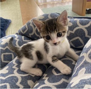2025/8/23	掲載			■名前：	子猫	25-K110■仮名：	シー	■性別：	メス	■年齢：	1か月半位	■ノミダニ駆除　済	■寄生虫駆除	済	■ワクチン接種	予定横手市で保護されています				くりくりお目々の元気な女の子です　				25-Ｋ109.110.110.112は兄弟です				■連絡先：E・佐々木　　電話　080-3489-7436		（仕事の都合により平日は18時半～21時までにお願いします）		