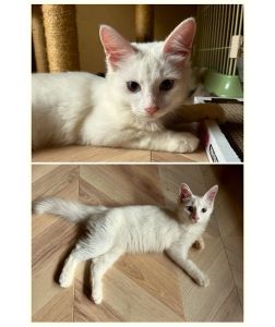 2025/8/25	掲載			■名前：	子猫	25-K113■性別：	オス	■年齢：	４か月半くらい	■ノミダニ駆除　　済（薬品名：ネクスガードキャットコンボ）	■寄生虫駆除　　　済	■ワクチン接種　　済（3種混合）1回目■血液検査	猫エイズ、猫白血病ともに陰性	（まだ幼いので、生後6か月くらいでの再検査をおすすめします）		八峰町で保護されています				元気で甘えん坊な男の子です最初は少し警戒しましたが、すぐに撫でさせてくれるようになりました　		白の長毛ちゃんです尻尾に薄く灰色がかった部分があるようです			■連絡先：E・佐々木　　電話　080-3489-7436		（仕事の都合により平日は18時半～21時までにお願いします）		
