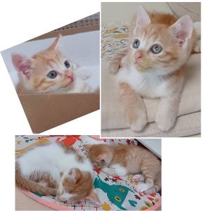 予約になりました　8/292025/8/29掲載		■名前:子猫　25-K346■性別:メス■年齢:1ヵ月半くらい　(推定2025/7/6生まれ)■ノミダニ・寄生虫駆除済(フロントラインスプレー・ドロンタール済)■ワクチン接種予定(9/2)珍しい茶系の姉妹とても人懐こく甘えん坊遊ぶの大好き食いしん坊ですトイレ・留守番もしっかりできます■連絡先・受付時間　(両名受付可能・メールでの譲渡受付はしておりません)🐈大嶋　070-3390-3998　9：00～21：00　※留守番電話に切り替わった際はお名前・ご用件・希望の猫の番号等を残していただけると助かります