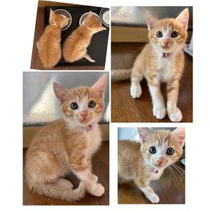 予約になりました　8/292025/8/29掲載		■名前:子猫　25-K349■性別:メス■年齢:1ヵ月半くらい　(推定2025/7/6生まれ)■ノミダニ・寄生虫駆除済(フロントラインスプレー・ドロンタール済)■ワクチン接種済(3種1回)兄妹元気に走り回っていますトイレ・留守番もしっかりできます■連絡先・受付時間　(両名受付可能・メールでの譲渡受付はしておりません)🐈大嶋　070-3390-3998　9：00～21：00　※留守番電話に切り替わった際はお名前・ご用件・希望の猫の番号等を残していただけると助かります