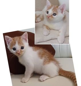 予約になりました　8/292025/8/29掲載		■名前:子猫　25-K347■性別:メス■年齢:1ヵ月半くらい　(推定2025/7/6生まれ)■ノミダニ・寄生虫駆除済(フロントラインスプレー・ドロンタール済)■ワクチン接種予定(9/2)珍しい茶系の姉妹とても愛らしい女の子ためらいがちに甘えにきてうれしそうにゴロゴロします姉妹で元気に遊んでいます食いしん坊トイレ・留守番もしっかりできます■連絡先・受付時間　(両名受付可能・メールでの譲渡受付はしておりません)🐈大嶋　070-3390-3998　9：00～21：00　※留守番電話に切り替わった際はお名前・ご用件・希望の猫の番号等を残していただけると助かります