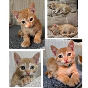 予約になりました　8/292025/8/29掲載		■名前:子猫　25-K348■性別:オス■年齢:1ヵ月半くらい　(推定2025/7/6生まれ)■ノミダニ・寄生虫駆除済(フロントラインスプレー・ドロンタール済)■ワクチン接種済(3種1回)兄妹元気に走り回っていますトイレ・留守番もしっかりできます■連絡先・受付時間　(両名受付可能・メールでの譲渡受付はしておりません)🐈大嶋　070-3390-3998　9：00～21：00　※留守番電話に切り替わった際はお名前・ご用件・希望の猫の番号等を残していただけると助かります