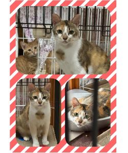 2025/8/29	掲載			■名前：	成猫	25-C24■仮名：	あんず	■性別：	メス	■年齢：	1歳くらい	■ノミダニ駆除　　済（薬品名：ネクスガードキャットコンボ）	■寄生虫駆除　　　済	■ワクチン接種　　済（4種混合）	■避妊・去勢　　避妊手術　済	■血液検査　　猫エイズ、猫白血病ともに陰性	南秋田郡で保護されています				キレイな模様の三毛、まっすぐしっぽ。胸に大きな鈴のような模様があります		格納庫で出産、子育てしていたお母さん猫		子猫たちをしっかりと育て上げました（25-K98.99.101.102）		まだ馴れておらず、恐怖心から人にも猫にもシャーシャーしています		ゆっくりと馴れてくれるのを待ってくださる方を希望します				■連絡先：E・佐々木　　電話　080-3489-7436		（仕事の都合により平日は18時半～21時までにお願いします）		