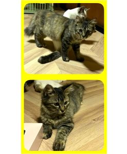2025/9/2	掲載			■名前：	子猫	25-K115■性別：	メス	■年齢：	5か月くらい	■ノミダニ駆除   済（薬品名：ネクスガードキャットコンボ）	■寄生虫駆除     済	■ワクチン接種   済（3種混合）■血液検査	猫エイズ、猫白血病ともに陰性	（まだ幼いので、生後6か月くらいでの再検査をおすすめします）		八峰町で保護されています				おとなしいですが、兄妹猫の男の子とじゃれ合ったり元気です		毛長気味　手足が少し短め？な女の子です		人馴れ訓練中！		25-K113.114.115は兄弟です		■連絡先：E・佐々木　　電話　080-3489-7436		（仕事の都合により平日は18時半～21時までにお願いします）		
