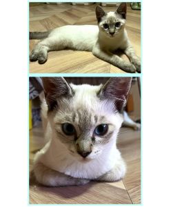 2025/9/2	掲載			■名前：	子猫	25-K114■性別：	オス	■年齢：	5か月くらい	■ノミダニ駆除  済（薬品名：ネクスガードキャットコンボ）	■寄生虫駆除    済	■ワクチン接種  済（3種混合）■血液検査	猫エイズ、猫白血病ともに陰性	（まだ幼いので、生後6か月くらいでの再検査をおすすめします）		八峰町で保護されています				手足が長く細身なシャムトラの男の子		ほかの兄妹猫ちゃんとじゃれ合ったりと元気な男の子です		人馴れ訓練中！		25-K113.114.115は兄弟です		■連絡先：E・佐々木　　電話　080-3489-7436		（仕事の都合により平日は18時半～21時までにお願いします）		