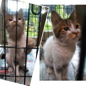 2025/9/3掲載■名前:子猫　25-K116■性別:メス■年齢:4ヵ月くらい■ノミダニ・寄生虫駆除済(ネクスガードキャットコンボ済)■ワクチン接種済(３種１回)■血液検査済(猫エイズ・猫白血病共に陰性)可愛い顔をした三毛猫さん猫じゃらしに興味津々抱っこできます■連絡先月～金曜日　18：30～21：00土～日曜・祝日　9：00～21：00※通話中の着信履歴が表示されません　ショートメールの通知が鳴らないことが多いため　電話がつながらない時はしばらくしてからおかけ直しをお願いいたします※時間外のお電話・メールでの受付はしておりません嵯峨　080-3489-9874