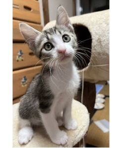 予約になりました　9/142025/9/7	掲載			■名前：	子猫	25-K117■仮名：	パルム	■性別：	オス	■年齢：	2か月くらい	■ノミダニ駆除　　済（薬品名：アドボケート）	■寄生虫駆除　　　済	■ワクチン接種　　済（3種混合）1回目能代市で保護されています				サバ白の男の子		毎日妹達ににゃんプロ仕掛け、とても元気に走り回っています！		25-Ｋ117.118.119は兄弟です				■連絡先：E・佐々木　　電話　080-3489-7436		（仕事の都合により平日は18時半～21時までにお願いします）		