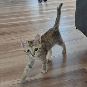 予約になりました　9/102025/9/7掲載■名前:子猫　25-K344■性別:メス■年齢:3ヵ月くらい　(推定2025/6/1生まれ)■ノミダニ・寄生虫駆除済(フロントラインスプレー・ドロンタール済)■ワクチン接種予定人懐っこく人のそばで寝てくれます抱っこもできます元気にたくさん走り回って遊びます先がかぎになったしっぽ■連絡先・受付時間　(両名受付可能・メールでの譲渡受付はしておりません)🐈大嶋　070-3390-3998　9：00～21：00　※留守番電話に切り替わった際はお名前・ご用件・希望の猫の番号等を残していただけると助かります🐈嵯峨　080-3489-9874　月～金曜日　18：30～21：00　土～日曜・祝日　9：00～21：00　※通話中の着信履歴が表示されません　　ショートメールの通知が鳴らないことが多いため　　電話がつながらない時はしばらくしてからおかけ直しをお願いいたします