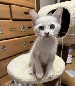 予約になりました　9/142025/9/7	掲載			■名前：	子猫	25-K118■仮名：	パピコ	■性別：	メス	■年齢：	2か月くらい	■ノミダニ駆除　　済（薬品名：アドボケート）	■寄生虫駆除　　　済	■ワクチン接種　　済（3種混合）1回目能代市で保護されています				好奇心旺盛な女の子		毎日とても元気に走り回っています		白っぽい毛色ですが、成長と共に毛色が変化する可能性があります		25-Ｋ117.118.119は兄弟です		■連絡先：E・佐々木　　電話　080-3489-7436		（仕事の都合により平日は18時半～21時までにお願いします）		