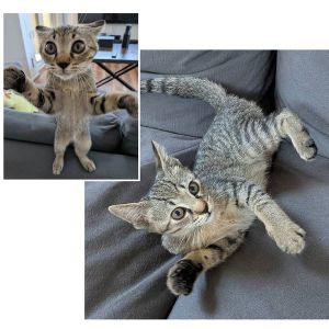 2025/9/7掲載■名前:子猫　25-K342■性別:メス■年齢:3ヵ月くらい　(推定2025/6/1生まれ)■ノミダニ・寄生虫駆除済(フロントラインスプレー・ドロンタール済)■ワクチン接種予定運動神経が良く好奇心旺盛家中どこでもお散歩に行きます抱っこするとゴロゴロと甘えてきますまっすぐしっぽ■連絡先・受付時間　(両名受付可能・メールでの譲渡受付はしておりません)🐈大嶋　070-3390-3998　9：00～21：00　※留守番電話に切り替わった際はお名前・ご用件・希望の猫の番号等を残していただけると助かります🐈嵯峨　080-3489-9874　月～金曜日　18：30～21：00　土～日曜・祝日　9：00～21：00　※通話中の着信履歴が表示されません　　ショートメールの通知が鳴らないことが多いため　　電話がつながらない時はしばらくしてからおかけ直しをお願いいたします