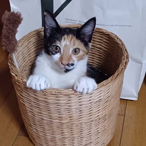 2025/9/7更新		■名前:子猫　25-K333■性別:メス■年齢:4ヵ月くらい　(推定2025/5/1生まれ)■ノミダニ・寄生虫駆除済(フロントラインスプレー・ドロンタール・ネクスガードキャットコンボ済)■ワクチン接種済(３種2回)■血液検査済(猫エイズ・猫白血病共に陰性)(幼いので後日再検査をおすすめいたします)■避妊手術済避妊手術しました！とても人懐っこい女の子兄妹みんな抱っこできます■連絡先・受付時間　(両名受付可能・メールでの譲渡受付はしておりません)🐈大嶋　070-3390-3998　9：00～21：00　※留守番電話に切り替わった際はお名前・ご用件・希望の猫の番号等を残していただけると助かります🐈嵯峨　080-3489-9874　月～金曜日　18：30～21：00　土～日曜・祝日　9：00～21：00　※通話中の着信履歴が表示されません　　ショートメールの通知が鳴らないことが多いため　　電話がつながらない時はしばらくしてからおかけ直しをお願いいたします