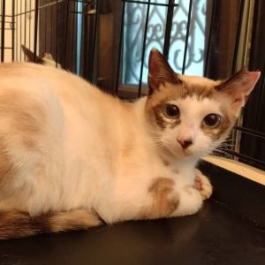 予約になりました　9/142025/9/6掲載		■名前:成猫　25-C31■性別:メス■年齢:1歳くらい　(2024年6月生まれ)■ノミダニ・寄生虫駆除済(ネクスガードキャットコンボ済)■血液検査済(猫エイズ・猫白血病共に陰性)■避妊手術済■ワクチン接種済(4種)人懐っこい女の子攻撃性も全くありません保護前のお外にいた時も子供達に抱っこさせる子でしたきれいな青い目をしていますまっすぐしっぽのシャム系の美猫さん■連絡先・受付時間嵯峨　080-3489-9874月～金曜日　18：30～21：00土～日曜・祝日　9：00～21：00※通話中の着信履歴が表示されません　ショートメールの通知が鳴らないことが多いため　つながらない時はしばらくしてからおかけ直しをお願いいたします
