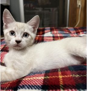 予約になりました　9/142025/9/7	掲載			■名前：	子猫	25-K119■仮名：	ピノ	■性別：	メス	■年齢：	2か月くらい	■ノミダニ駆除　　済（薬品名：アドボケート）	■寄生虫駆除　　　済	■ワクチン接種　　済（3種混合）1回目能代市で保護されています				兄弟の中では一番おっとりな女の子		抱っこで眠るのが好きです！		白っぽい毛色ですが、成長と共に毛色が変化する可能性があります		25-Ｋ117.118.119は兄弟です		■連絡先：E・佐々木　　電話　080-3489-7436		（仕事の都合により平日は18時半～21時までにお願いします）		