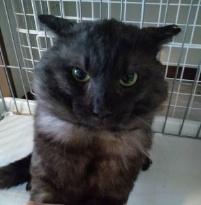 2025/9/7掲載		■名前:成猫　25-C11■性別:オス■年齢:3歳くらい■ノミダニ・寄生虫駆除済(ネクスガードキャットコンボ済)■血液検査済(猫エイズ陽性・猫白血病陰性)■去勢手術済■ワクチン接種済(4種)シルバーがかった黒猫さん大柄でふさふさ女子猫達に大人気デレっとはしませんが人馴れはしていて問題なく触れます保護主さんのご意向によりこの子に限りますが単身男性男性と親だけの世帯賃貸にお住まいの方若い方だけの世帯への譲渡をお断りする場合がありますのでご了承ください■連絡先・受付時間嵯峨　080-3489-9874月～金曜日　18：30～21：00土～日曜・祝日　9：00～21：00※通話中の着信履歴が表示されません　ショートメールの通知が鳴らないことが多いため　つながらない時はしばらくしてからおかけ直しをお願いいたします