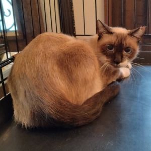 予約になりました　9/142025/9/6掲載		■名前:成猫　25-C30■性別:メス■年齢:1歳くらい　(2024年6月生まれ)■ノミダニ・寄生虫駆除済(ネクスガードキャットコンボ済)■血液検査済(猫エイズ・猫白血病共に陰性)■避妊手術済■ワクチン接種済(4種)人懐っこい女の子攻撃性も全くありません保護前のお外にいた時も子供達に抱っこさせる子でしたきれいな青い目をしていますまっすぐしっぽのシャム系の美猫さん■連絡先・受付時間嵯峨　080-3489-9874月～金曜日　18：30～21：00土～日曜・祝日　9：00～21：00※通話中の着信履歴が表示されません　ショートメールの通知が鳴らないことが多いため　つながらない時はしばらくしてからおかけ直しをお願いいたします