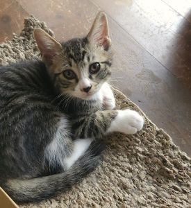 予約になりました　10/122025/9/8	掲載					■名前：	子猫	25-K121	■仮名：	さっくん		■性別：	オス		■年齢：	2か月くらい		■ノミダニ駆除　　済（薬品名：ブロードライン）		■寄生虫駆除　　　済		■ワクチン接種　　予定	■血液検査	猫エイズ、猫白血病ともに陰性		（まだ幼いので、生後6か月くらいでの再検査をおすすめします）			秋田市で保護されています						ご飯と遊ぶのが大好き			兄弟のきーくんよりはおっとりさんかな？			なでなでが大好きでゴロゴロ言って喜んでくれます			25-K120.121は兄弟です			■連絡先：E・佐々木　　電話　080-3489-7436			（仕事の都合により平日は18時半～21時までにお願いします）			