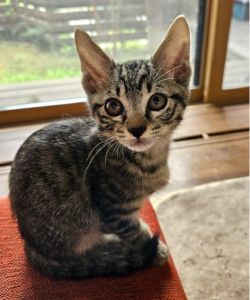 予約になりました　10/122025/9/8	掲載					■名前：	子猫	25-K120	■仮名：	きーくん		■性別：	オス		■年齢：	2か月くらい		■ノミダニ駆除　　済（薬品名：ブロードライン）		■寄生虫駆除　　　済		■ワクチン接種　　予定	■血液検査	猫エイズ、猫白血病ともに陰性		（まだ幼いので、生後6か月くらいでの再検査をおすすめします）			秋田市で保護されています						ご飯と遊ぶのが大好きな元気いっぱいのやんちゃな男の子です。			でも保護主の後をついてくる甘えん坊な一面もあります。						25-K120.121は兄弟です			■連絡先：E・佐々木　　電話　080-3489-7436			（仕事の都合により平日は18時半～21時までにお願いします）			