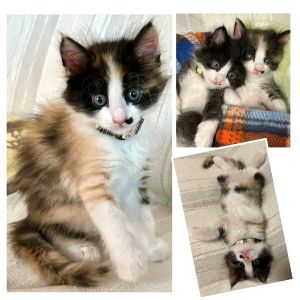 予約になりました　9/222025/9/16掲載■名前:子猫　25-K357■性別:メス■年齢:1ヵ月半くらい (推定7/27生)■ノミダニ・寄生虫駆除済(フロントラインスプレー・ドロンタール済)■ワクチン接種済(３種１回)おっとりマイペースのお嬢様タイプ！高いところは苦手(今の所)でも寝る時の枕は高めが好き！■連絡先月～金曜日　18：30～21：00土～日曜・祝日　9：00～21：00※通話中の着信履歴が表示されません　ショートメールの通知が鳴らないことが多いため　電話がつながらない時はしばらくしてからおかけ直しをお願いいたします※時間外のお電話・メールでの受付はしておりません嵯峨　080-3489-9874