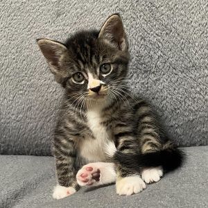 予約になりました　10/122025/9/16掲載■名前:子猫　25-K353■性別:オス■年齢:1ヵ月半くらい (推定7/25生)■ノミダニ・寄生虫駆除済(フロントラインスプレー・ドロンタール済)■ワクチン接種済(３種１回)人懐っこい兄妹甘えん坊さんで肩によじ登ってきます真っ直ぐ尻尾、尻尾の先は白いのがチャームポイント■連絡先・受付時間　(両名受付可能・メールでの譲渡受付はしておりません)🐈大嶋　070-3390-3998　9：00～21：00　※留守番電話に切り替わった際はお名前・ご用件・希望の猫の番号等を残していただけると助かります🐈嵯峨　080-3489-9874　月～金曜日　18：30～21：00　土～日曜・祝日　9：00～21：00　※通話中の着信履歴が表示されません　　ショートメールの通知が鳴らないことが多いため　　電話がつながらない時はしばらくしてからおかけ直しをお願いいたします